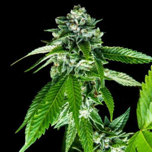 Sorbet Dreams fem. DNA Genetics