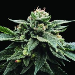 Sorbet Stash fem. DNA Genetics
