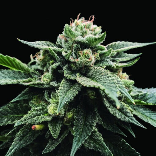 Sorbet Stash fem. DNA Genetics
