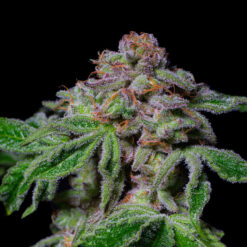 Sour Aloha 3 u. fem - Exotic Line- Pure Instinto