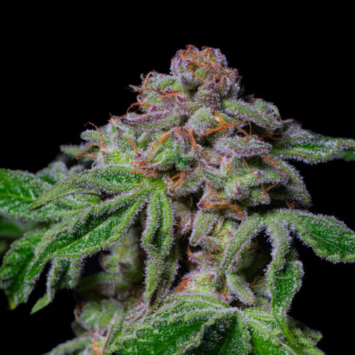 Sour Aloha 3 u. fem - Exotic Line- Pure Instinto