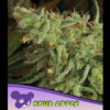 Sour Apple fem. Anesia
