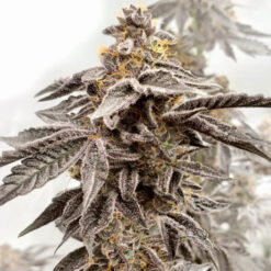 Sour Apple Kiss 3 ud. fem Elev8 Seeds