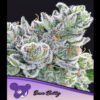 Sour Betty fem. Anesia