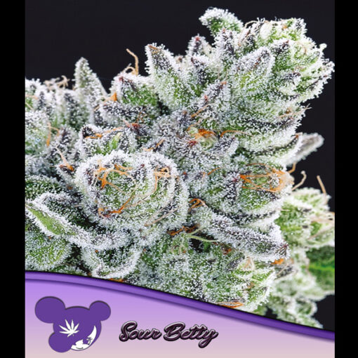 Sour Betty fem. Anesia