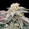 Sour Burger 3 u. fem Gratefull Seeds