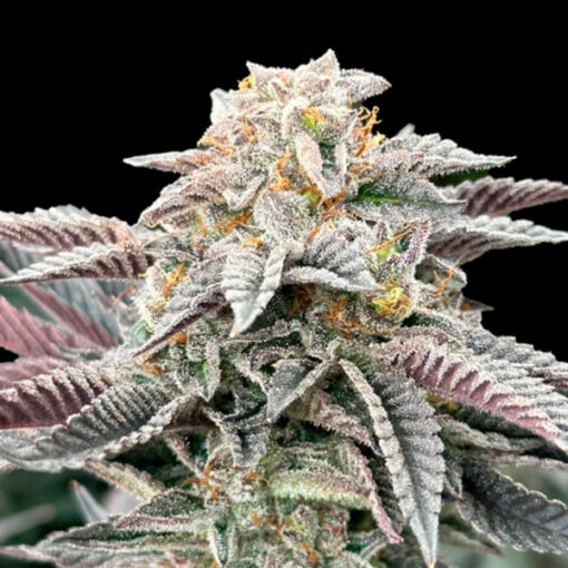 Sour Burger 3 u. fem Gratefull Seeds