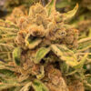 Sour Cuntz - 7 u. fem Conscious Genetics