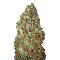 Sour Diesel CBD+ CBD Buds