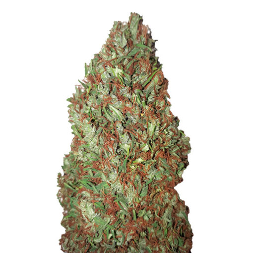 Sour Diesel CBD+ CBD Buds