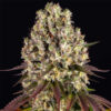Sour Diesel   1 u. fem. Barney's