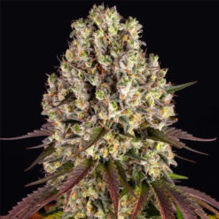 Sour Diesel   3 u. fem. Barney's