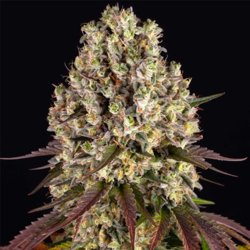Sour Diesel   5 u. fem. Barney's
