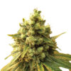 Sour Diesel fem. Nirvana