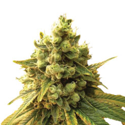 Sour Diesel fem. Nirvana