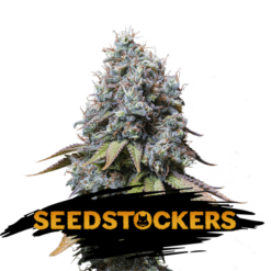 Sour Diesel fem. Seedstockers