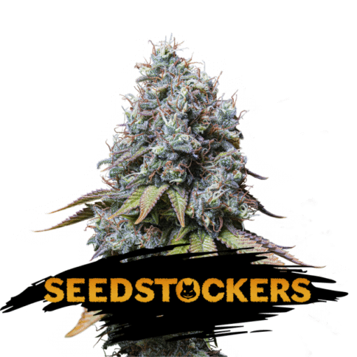 Sour Diesel fem. Seedstockers