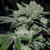 Sour Glue fem. Medical seeds