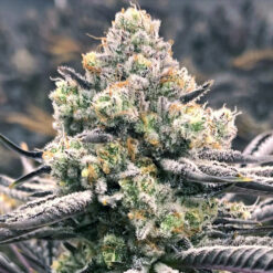 Sour Grape Punch 3 ud. fem Elev8 Seeds