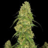 Sour Jealousy Auto fem. FastBuds Seeds