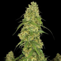 Sour Jealousy Auto fem. FastBuds Seeds