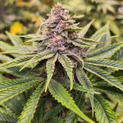 Sour Mc Kuntz - 7 u. fem Conscious Genetics