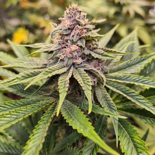 Sour Mc Kuntz - 7 u. fem Conscious Genetics