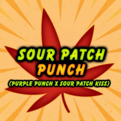 Sour Patch Punch 3 ud. fem Elev8 Seeds
