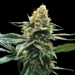 Sour Sorbet fem. DNA Genetics