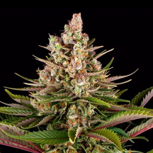Sour Strawberry fem. Barney's