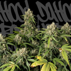 Space Cookies. DaHood Urban Seeds