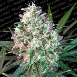 Space Cookies fem. Paradise Seeds