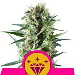 Special Kush #1 fem. Royal Queen