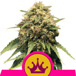 Special Queen #1 fem. Royal Queen