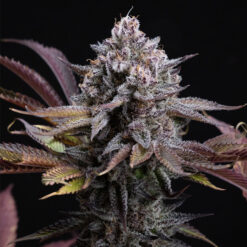 Spicy Cherry 1 u. fem. Positronics Seeds