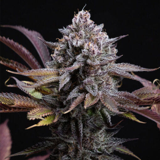Spicy Cherry 1 u. fem. Positronics Seeds