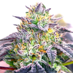 Spicy Guava fem. Elev8 Seeds