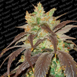 Spoetnik #1 fem. Paradise Seeds