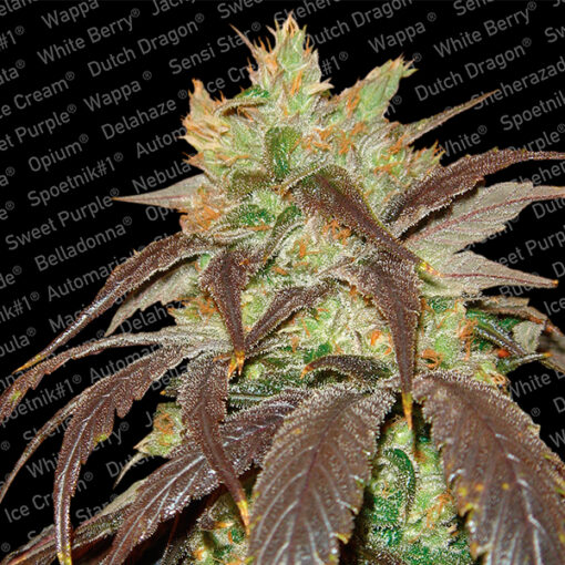 Spoetnik #1 fem. Paradise Seeds