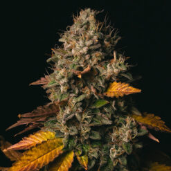 Spooky OG 3 u. fem Pure Instinto
