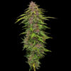 Squirt Feminized 3 u. fem Humbold Seeds Company