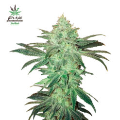 Stardawg Auto fem. FastBuds Seeds