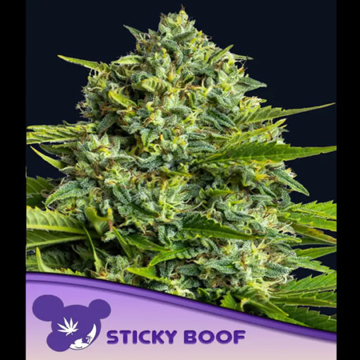 Sticky Boof fem. Anesia