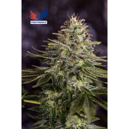 Sticky Dream fem. Positronics Seeds