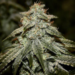 Sticky Gorilla #4 3 u. fem Pure Instinto