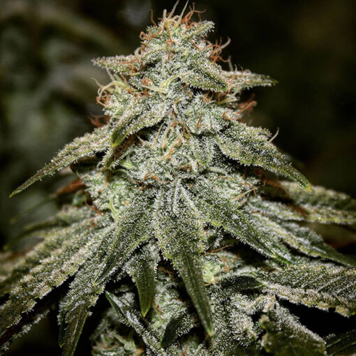 Sticky Gorilla #4 3 u. fem Pure Instinto