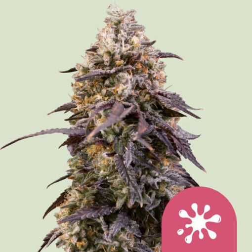 Sticky Queen  10 u. fem. Royal Queen