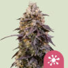 Sticky Queen   3 u. fem. Royal Queen