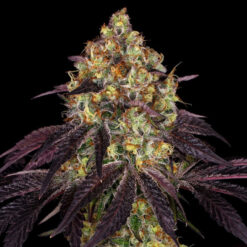 Stracciatela Do-Si-Dos x Strawbanana Cream fem. T.H. Seeds