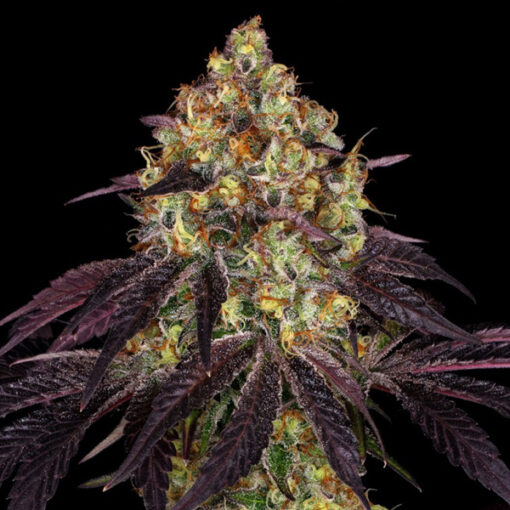 Stracciatela Do-Si-Dos x Strawbanana Cream fem. T.H. Seeds